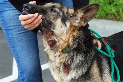German shepherds often suffer from skin allergies. Skin Conditions: Demodectic Mange and Sarcoptic Mange ...