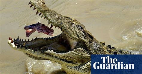 How Likely Is A Crocodile Attack News The Guardian