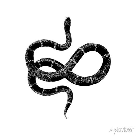 Eastern Coral Snake Hand Drawing Vector Illustration Isolated Posters
