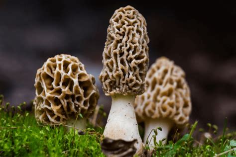 How long do shrooms last in your system? 2 Ways To Grow Morel Mushrooms at Home Outdoors | Slurry ...