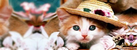 Cute Cat Facebook Cover Cute Cat Wallpaper Cute Cats And Kittens