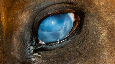 Corneal Ulcers The Horses Advocate