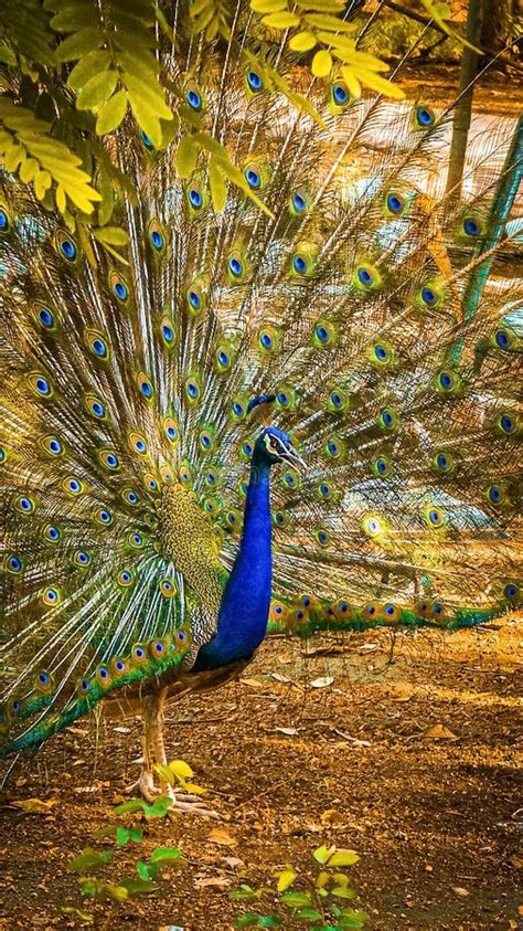 Peacock Pictures In Rain