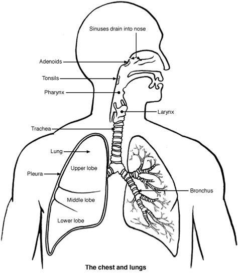 Compare the results of various prevalent formulas, or explore hundreds of other calculators addressing fitness, health, finance, math, and more. Where are the lungs located? | Socratic