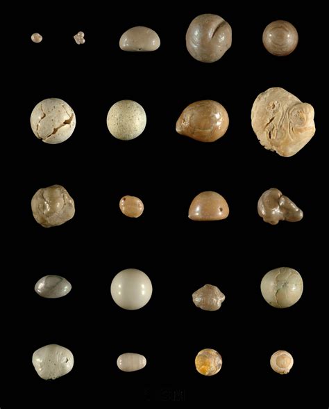 Get To Know Floridas Fossil Pearls Research News