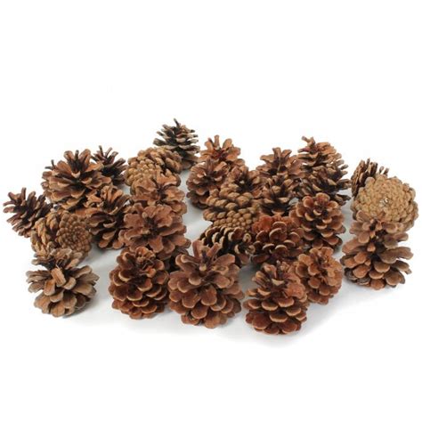 Pack Of Pine Cones Early Years Resources