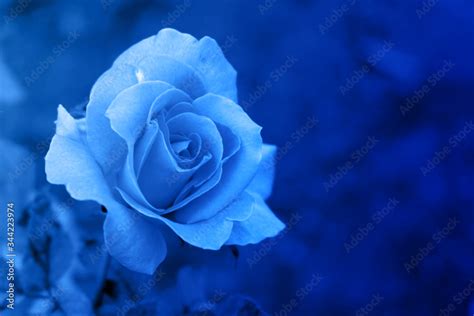 Beautiful Blue Rose Backgroundwallpapercopy Space Stock Photo Adobe