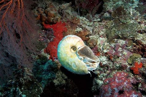 Living Fossil Nautilus Re Emerges After 30 Years Of Hiding