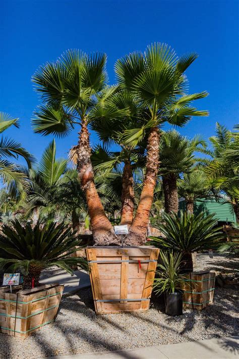 Mexican Fan Palms Arizonas Tree Of The Week