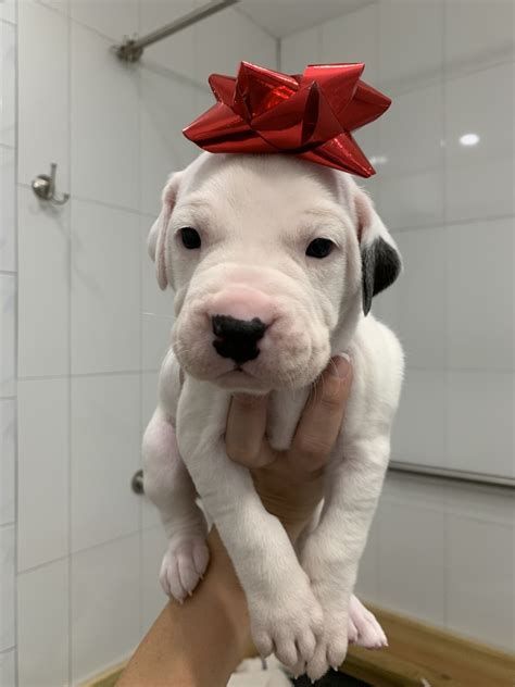 Our dogo argentinos come to us born from the origin of their breed at la cocha kennels in cordoba. Dogo Cubano Puppies For Sale | Miami, FL #317601 | Petzlover