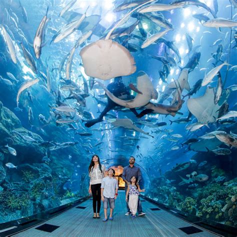 5 Best Aquariums In The World That You Have To Sea Buro 247