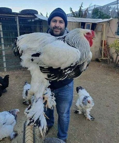 The Biggest Chicken In The World