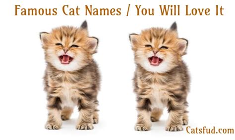Not all orange cats are garfields, after all. Famous Cat Names / Choose Perfect Name For Your Cat - Catsfud