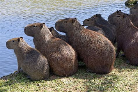 A Capybara Is The Largest Rodent In The World And The Ultimate Social