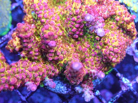 Pc Rainbow Corals Frag Garage