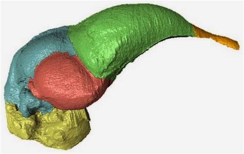 Reveals The Brain Forms Of Dinosaurs