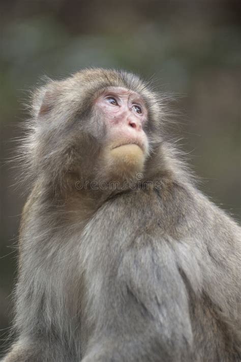 Japanese Macaques At Iwatayama Monkey Park Stock Photo Image Of