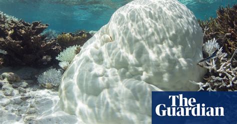 Coral Bleaching In The Maldives In Pictures Environment The Guardian