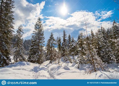 Sunny Winter Landscape In The Nature Footpath Snowy Trees Sunshine