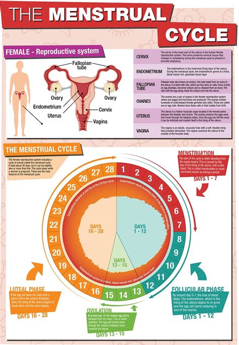 Gcse Science The Menstrual Cycle A2 Poster Tiger Moon