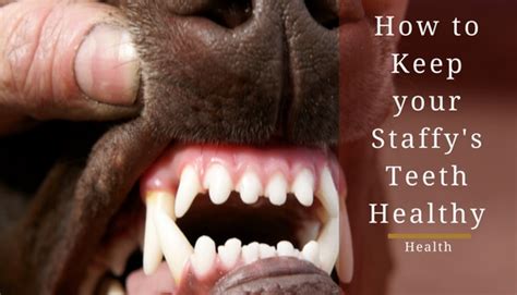 Healthy Teeth For Dogs 7 Tips For Healthy Staffy Teeth And Gums