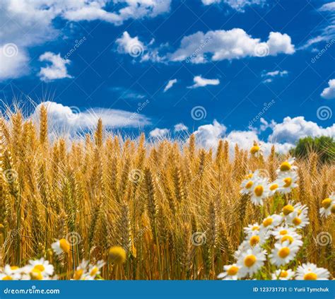 Macro View Of Fresh Ripe Wheat Plants With Chamomile On The Foreground