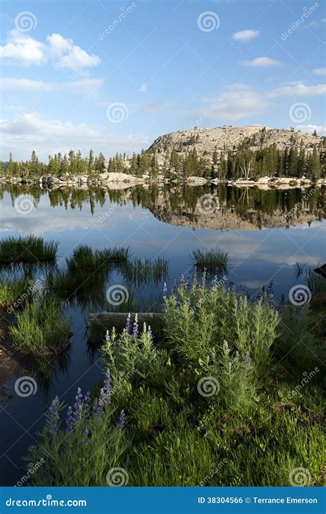 Mountain Lake Reflection Stock Photo Image Of Pine Stanislaus 38304566