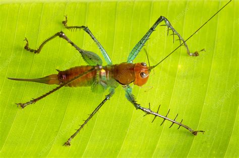 Spiny Predatory Katydid Osa Peninsula Costa Rica Stock Image F023