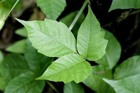 How To Get Rid Of Poison Ivy Without Killing Other Plants Barefoot