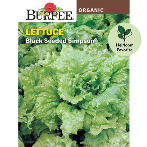 Burpee Organics Black Seeded Simpson Lettuce Seeds Non Gmo Heirloom