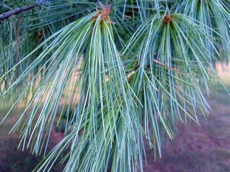 Pine Needles Free Stock Photo Public Domain Pictures