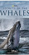 Secrets of the Whales - Season 1 - IMDb