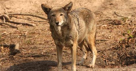 Will Red Wolves — Once Declared Extinct — Make A Comeback