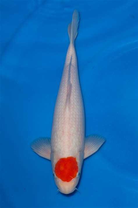 Tancho Kohaku Grand Koi Llc