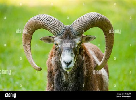 Mouflon Ovis Ammon Musimon Ram Captive Bavaria Germany Stock