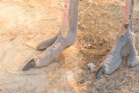 Best Ostrich Feet Stock Photos Pictures And Royalty Free Images Istock