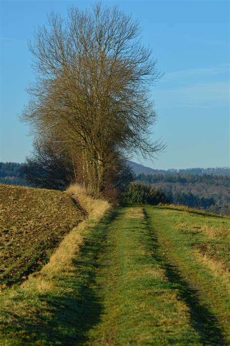 Free Images Tree Hill Flower Panorama Agriculture Waterway