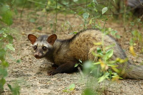 Civet Rescues Over The Years By Wildlife Sos Wildlife Sos