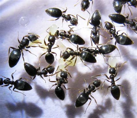 Photos And Info On Ants And Termites Of Malaysia Technomyrmex The