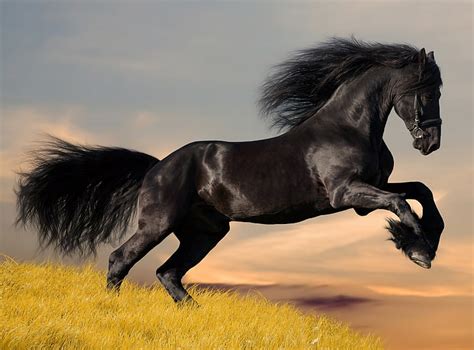 Hd Wallpaper Black Horse Black Stallion Animals Horses Beautiful