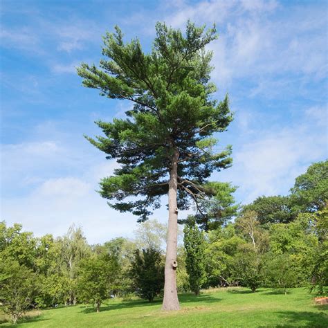 Eastern White Pine Trees For Sale The Tree Center