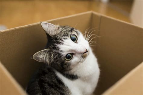 Why Do Cats Like Boxes Comfort Zone