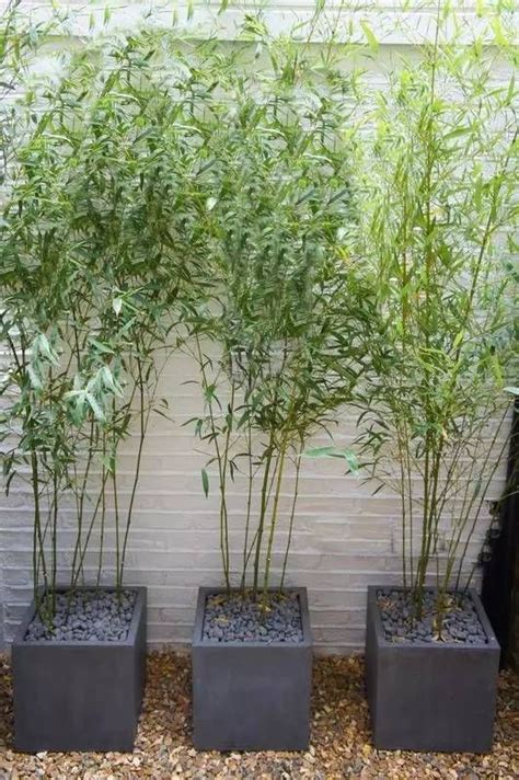 Learn how to care for bamboo and see 11 bamboos that work well outdoors. Clumping bamboo landscape - privacy screen and decoration ...