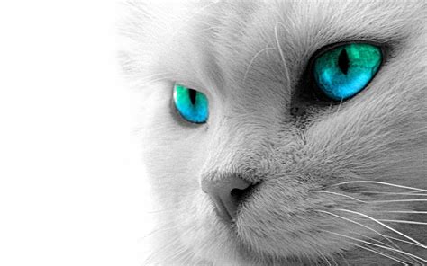 22 White Cat Wallpaper Hd Furry Kittens