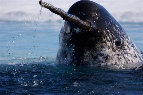 Cpaulnicklennationalgeographicstockwwfcanada Narwhal Marine