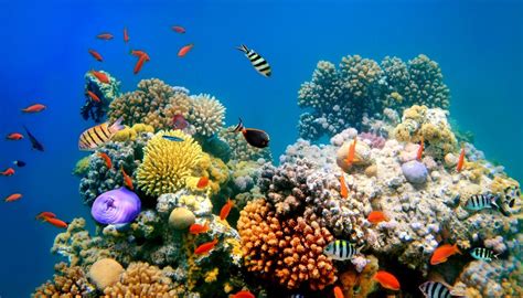 Description Of The Four Types Of Aquatic Ecosystems Sciencing