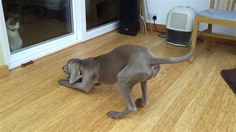 Weimaraner Trying To Play With Cat Youtube