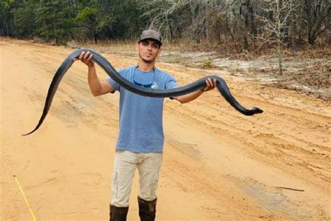 Massive Snake Nearly Eight Feet Long Found In Georgia Hell No