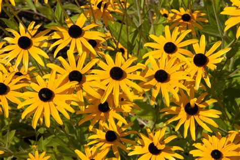 Rudbekia Rudbeckia Stanowisko Uprawa Pielęgnacja Mój Piękny Ogród