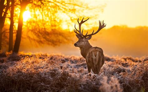 صور الغزال عالية الدقة 4k خلفيات الغزال ذو الذيل الأبيض Deer